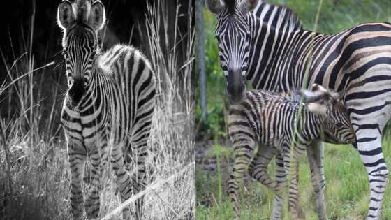 First-ever unique pure plains zebra breed gets born in the history of Ghana