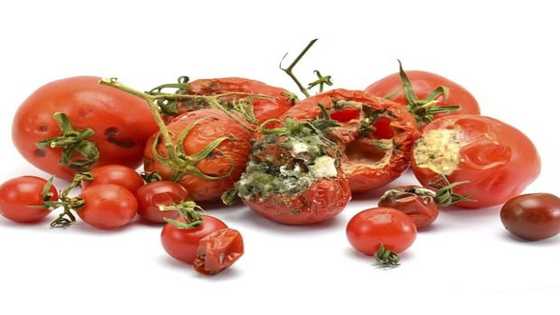 Experts reveal details of dangerous effects of rotten tomatoes on Ghanaians