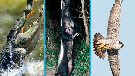25 most aggressive animals that dominate land, sea, and sky