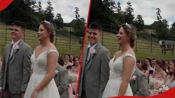 Cheeky cow hilariously objects vows twice during wedding ceremony: "Sign from the universe?"