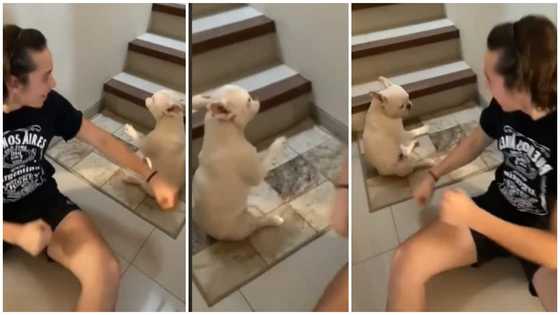 Even dogs too: Oyinbo man shares video of his dog doing the Buga dance with him, causes huge stir on the net