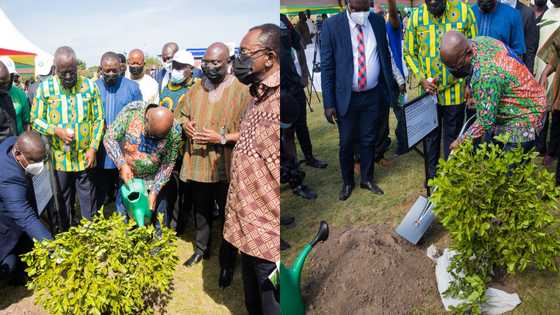 Green Ghana: Tree planting project will not be a one-off event; it will be an annual event - Nana Addo