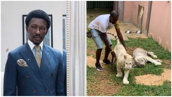 The 2 tigers in my house are to boost Ghana’s tourism – Freedom Jacob Caesar