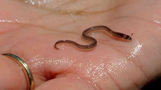 Haitian gangs getting rich off murky market for baby eels