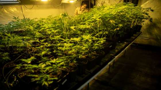 Spanish court opens probe into cannabis 'Ponzi scheme'