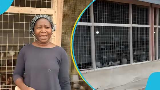 Family leaves Canada for Ghana to start poultry farm, shares their story in video