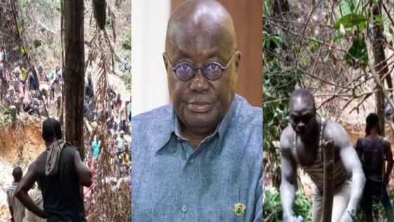 Breaking: Presidency behind illegal mining in Atewa Forest - ‘Galamsey operatives’