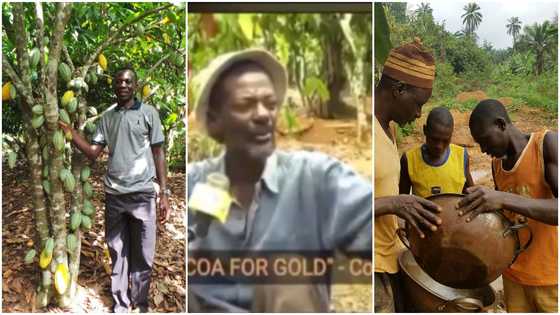 Cocoa farmer trends in video after justifying clearing his farm for galamsey