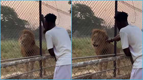 Ghanaian man attempts to interview lion, hurries off as the animal stares at him, video sparks reactions