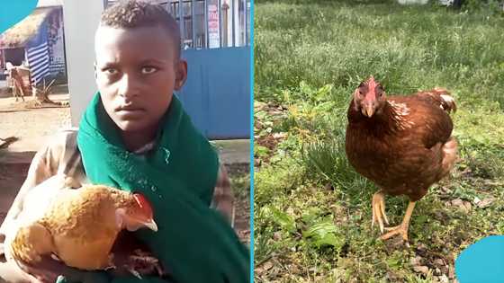 12 year old boy takes sick chicken to hospital, wins hearts across Ethiopia