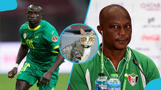 AFCON 2025: Mysterious cat predicts Senegal vs Sudan, bad sign for Kwesi Appiah (Video)