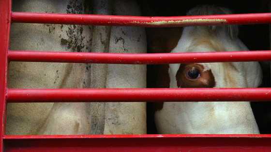 Animal welfare transport law deadlocked in EU