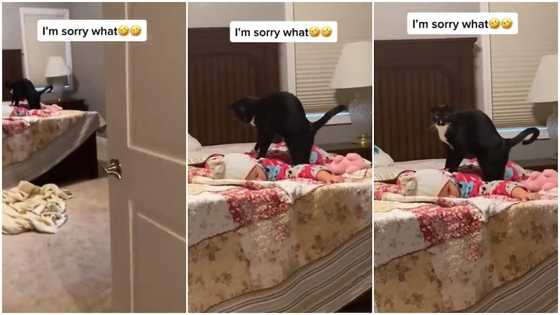 My grandma must not see this: Reactions as black cat stands on baby, massages kid's back in funny video
