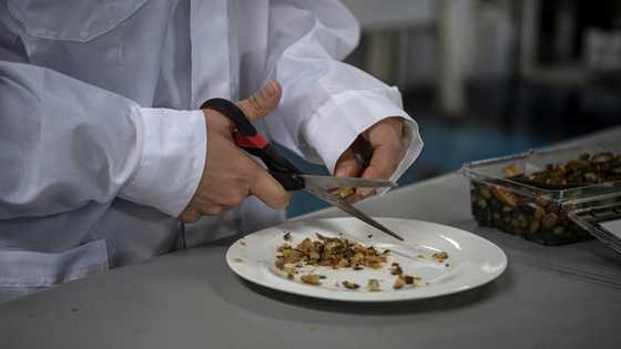 Seaweed and 3D printers: Chile's innovative approach to feeding kids