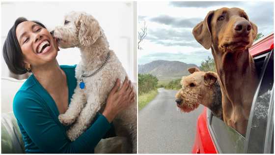 Moving Out to a New Place with Your Pet is Easy With These Simple Steps