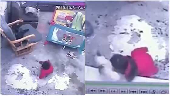 Cat saves baby from falling down a stairs at home while parents were away