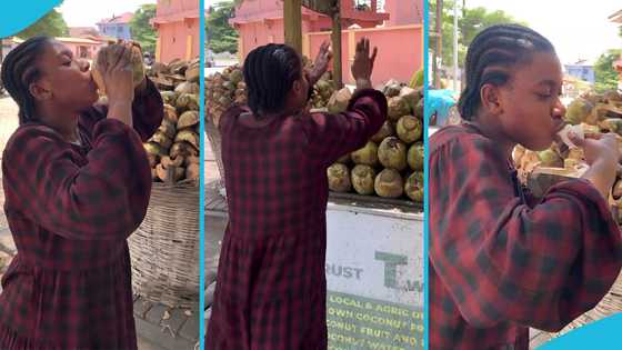 Afua Nash attempts consuming 30 coconuts at a go, Ghanaians react