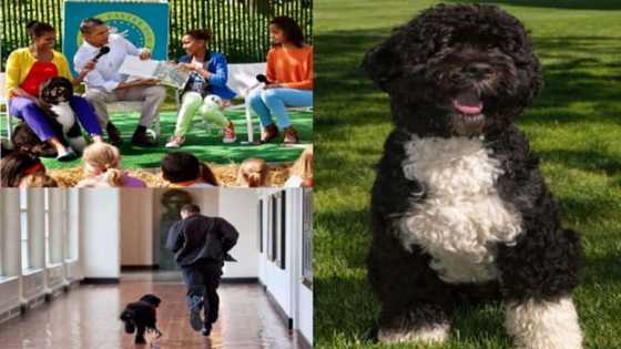 Barack Obama, Family Mourn Death of Beloved Dog Bo: "Lost a True Friend"