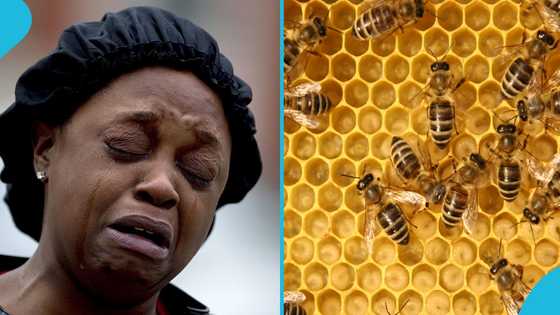 Tragedy in Agona Swedru as 3-year-old boy dies in bee attack