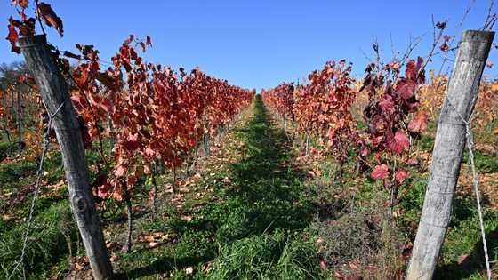 Hungary winemakers fear disease may 'wipe out' industry