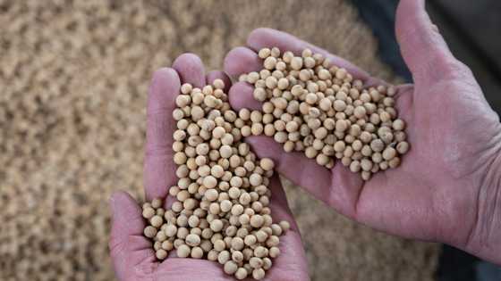 US soybeans, energy: Who is hit by China's tariff retaliation?