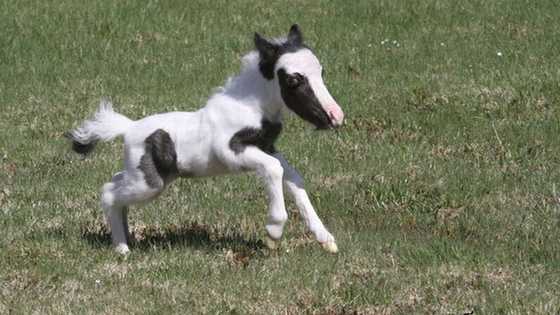 Is Einstein the horse still alive? Story of the smallest horse in the world