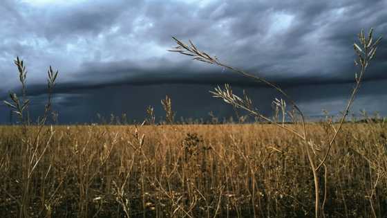 Seeds of change for Dijon mustard amid shortage
