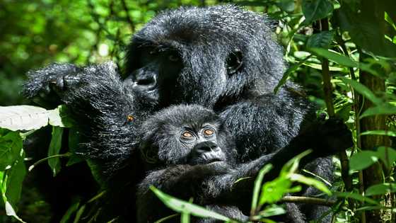 African nations meet on 'critical' nature conservation