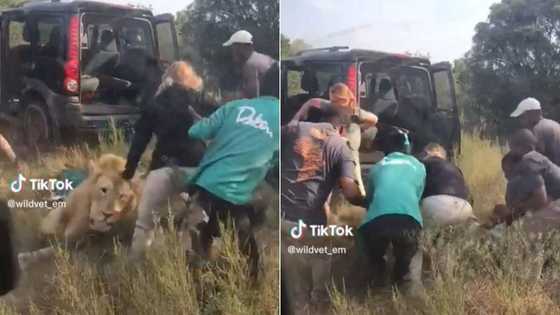 Lion wakes up too soon after sedation, vet doctor and 6 others run for their lives, viral video causes frenzy