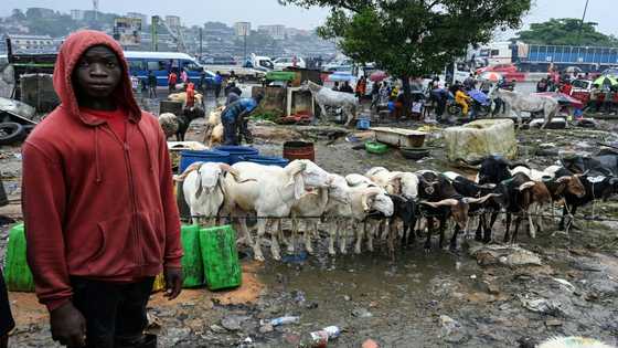 I.Coast relies on livestock from crisis-hit Sahel for Eid