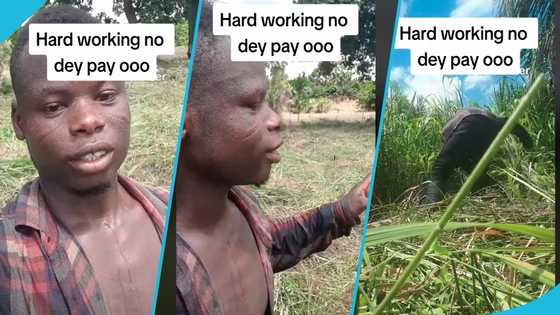 Ghanaian man shows vast land he weeded in one day, says hard work does not bring success