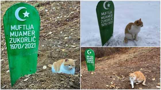 Cat that misses its owner stays on his grave since November 2021; photos go viral