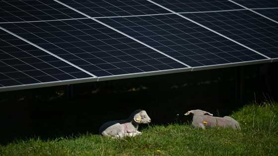 Chinese firms exit Romania solar tender after EU probe