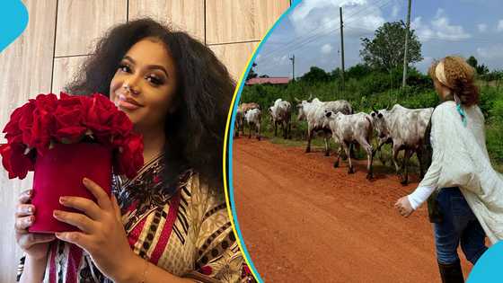Nadia Buari shows her humble side as she takes cow for a walk, lovely photos melt hearts