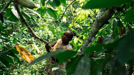 Armed groups covet cocoa in eastern DR Congo