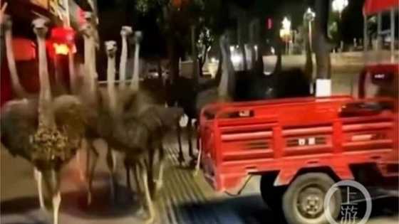 China: Residents Treated to Hilarious Spectacle as 80 Ostriches Escape Farm, Race Down the Streets
