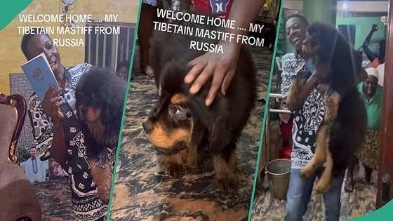 Man imports Tibetan Mastiff from Russia, video goes viral: "This dog costs over GH₵76,905"