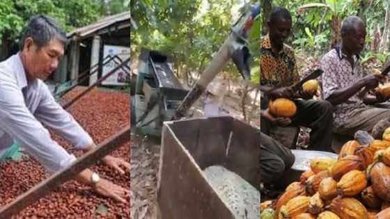 China invents cocoa machine1yr in business as Ghana still does hand-peeling after 140yrs