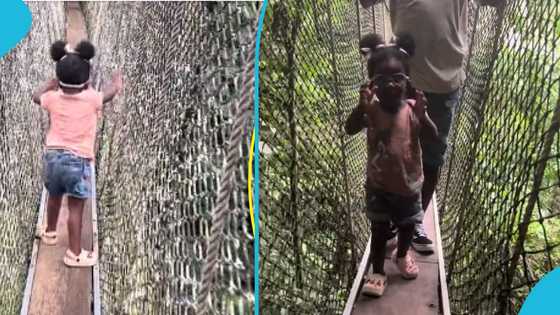 Cute video of a 2-year-old girl walking on the canopy walkway at Kakum causes stir: "She is fearless"