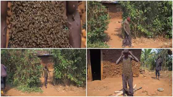 Meet man who walks with thousands of bees on his body for over 30 years in Incredible Video