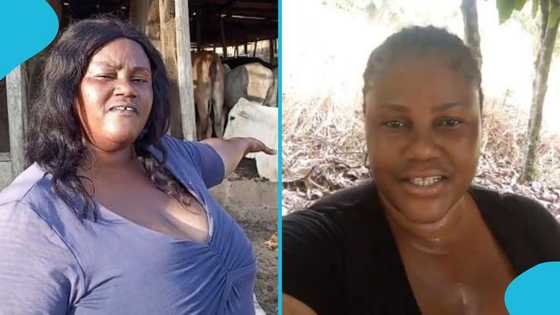 Industrious Ghanaian woman with large cow farm searches for love on TikTok, Ghanaians react