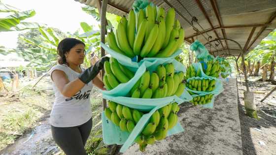 Ecuador backtracks on plan to send weapons to Ukraine