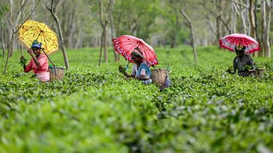 Extreme rains hit India's premier Darjeeling tea estates