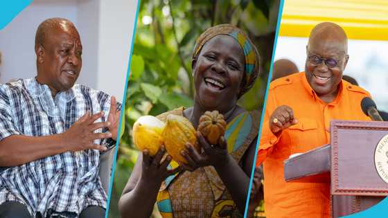 Government increases cocoa farm gate price to GH¢1,308 per bag, Mahama says farmers being ripped off