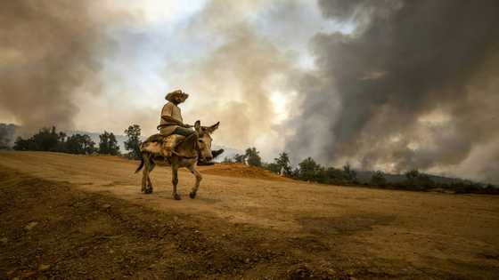 Forest fires contained in Morocco: authorities