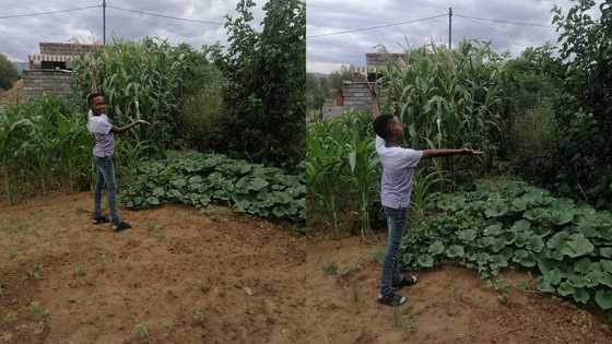 11-year-old boy stuns social media with crops he cultivated for himself