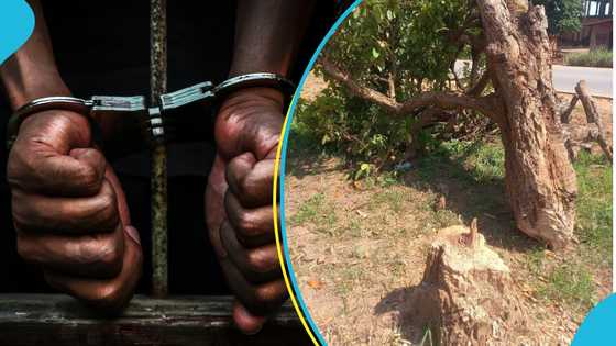2 persons arrested over the cutting down of 300-year-old sacred Komfo Anokye cola tree