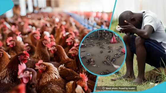 Tears flows as Gomoa Apam poultry farmer loses over 200 birds to sudden flash flood