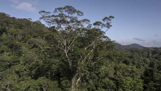 The Amazon: a burning question absent in Brazil vote