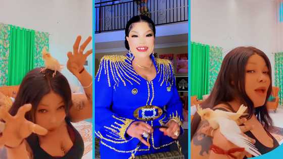 Funny video as Agradaa puts a tiny bird on her head and plays with it in video, peeps excite